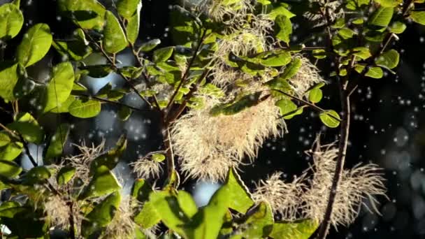 Pluizige witte bloemen van de plant gloed in de zon tegen de achtergrond — Stockvideo