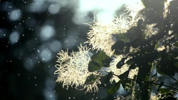 Pluizige witte bloemen van de plant gloed in de zon tegen de achtergrond — Stockvideo