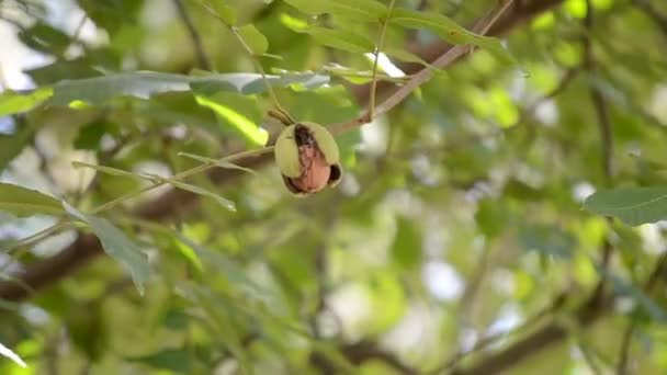 Ядра горіхових горіхів готові до падіння зеленої шкірки шкірки — стокове відео