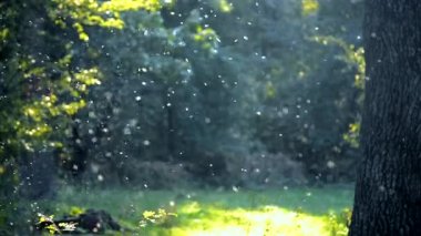 Ormanın içinde küçük beyaz böcek larvalarını yakın çekim