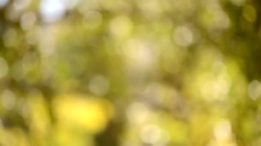 Yeşil hareket ağacının rüzgarla güneşli günde bırakır