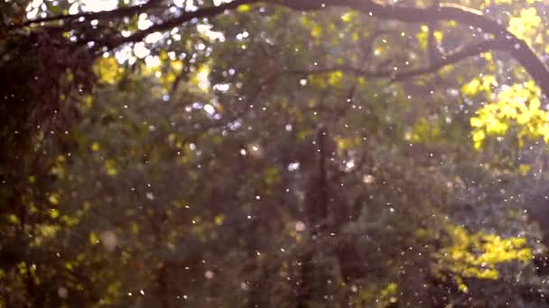 Serangga putih kecil tengah close-up di hutan — Stok Video
