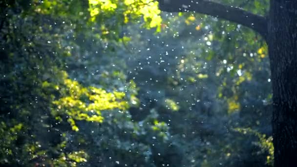 Pequeños insectos blancos midges primer plano en el bosque — Vídeo de stock