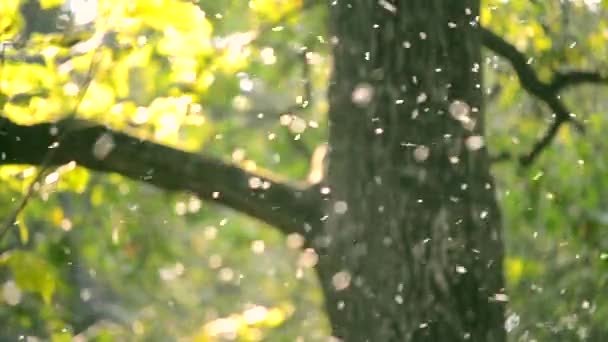 Pequeños insectos blancos midges primer plano en el bosque — Vídeos de Stock