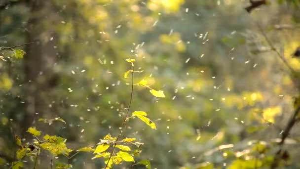 Små vita insekter Knott närbild i skogen — Stockvideo