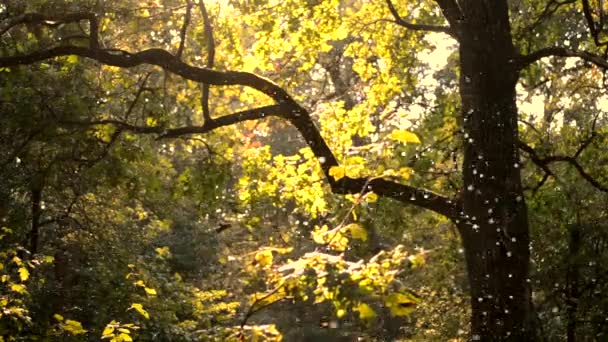 小白昆虫在森林里近距离地被虫虫 — 图库视频影像