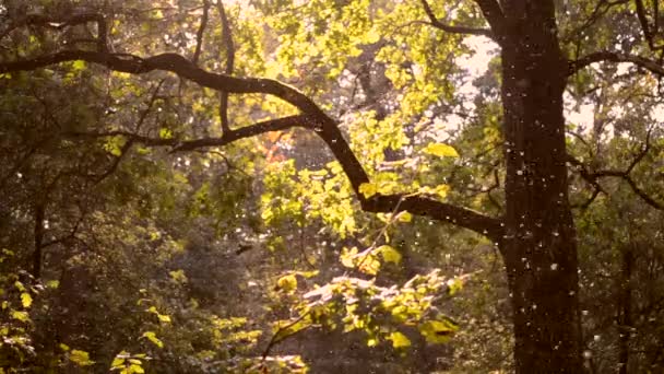 Kleine weiße Insekten Mücken aus nächster Nähe im Wald — Stockvideo