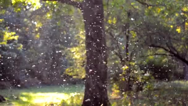 Malé bílé hmyz pakomárů detail v lese — Stock video