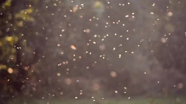 Pequeños insectos blancos midges primer plano en el bosque — Vídeos de Stock