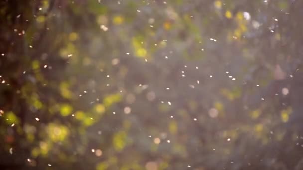 Petits insectes blancs moucherons gros plan dans la forêt — Video