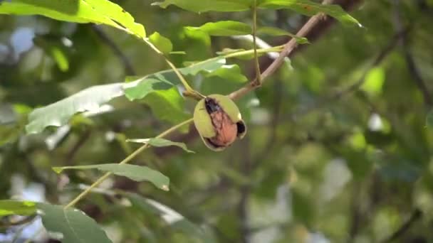 Graines de noix mûries prêtes à tomber de la écorce verte — Video