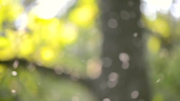 Rozmazané pozadí malé bílé hmyz pakomárů detail ve vzduchu v lese — Stock video