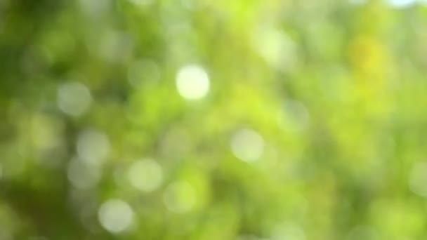 Motion feuilles vertes de l'arbre sur le vent par une journée ensoleillée 