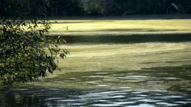 Yosun bloom su yüzeyine nehir ve yaz ikinci yarısında akışı ile drift. Kirliliği su ve çevre. Ekolojik felaket kavramı. Doğa kirliliği.