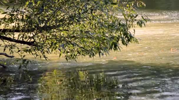Водоросли расцветают на поверхности реки и дрейфуют с течением — стоковое видео