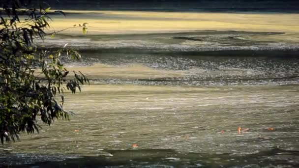 Alga virágzik a víz felszínén folyó és a drift árral — Stock videók