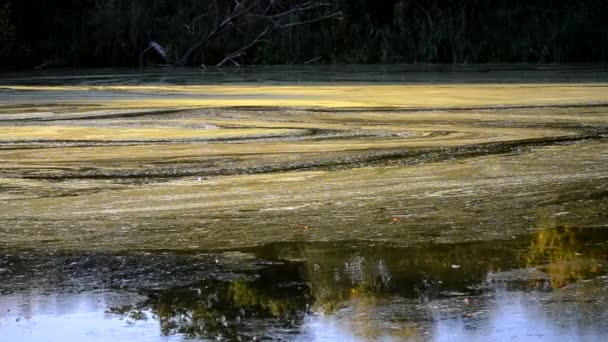 Algenbloei wateroppervlak van rivier en afglijden met stroom — Stockvideo