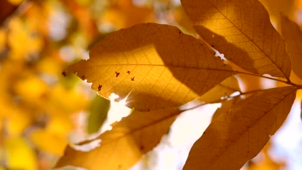 Le soleil brille à travers les feuilles jaunes en automne gros plan — Video