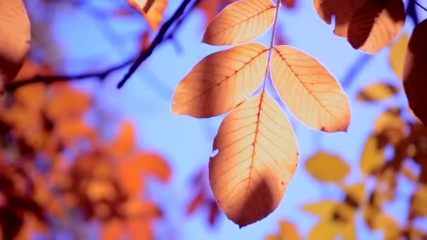 Feuille jaune sur une branche sur fond de feuilles jaunes floues gros plan — Video