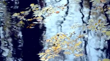 Düşen yapraklar su birikintisi göl yüzeyinde sonbahar günü vardır. Ağaç gövdeleri yüzey su ve kayan sonbahar düşen yapraklar üzerinde siyah siluetler yansımasıdır. Sonbahar doğada kavramı