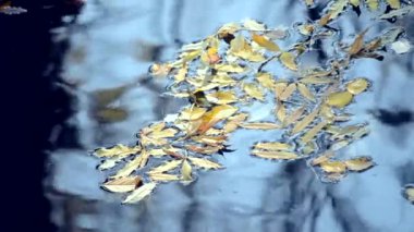Ağaç gövdeleri üzerinde su yüzeyine siyah siluetler yansıması.