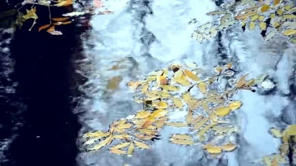 Πεσμένα φύλλα που είναι στην επιφάνεια του νερού. — Αρχείο Βίντεο