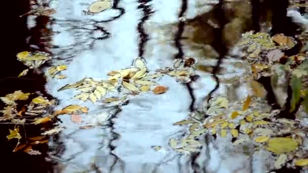 Abgefallenes Laub liegt auf der Wasseroberfläche. — Stockvideo