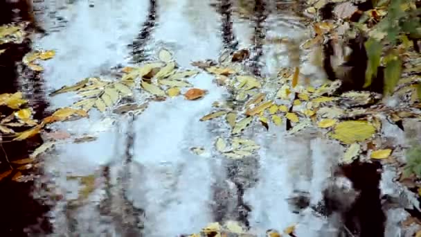 Gevallen bladeren zijn op het oppervlak van het water. — Stockvideo