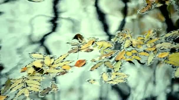 Fallna löv är på ytan av vattnet. — Stockvideo