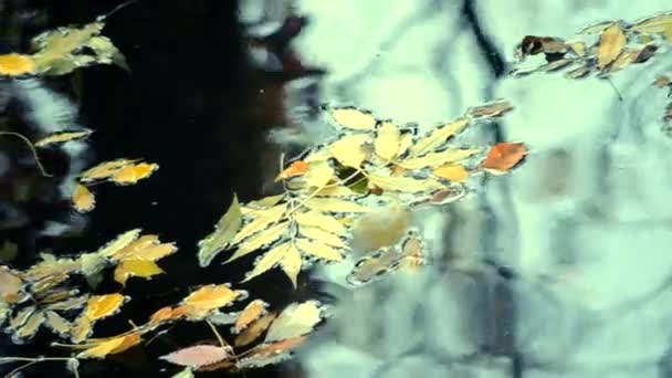 Lehullott levelek az a víz felszínén. — Stock videók