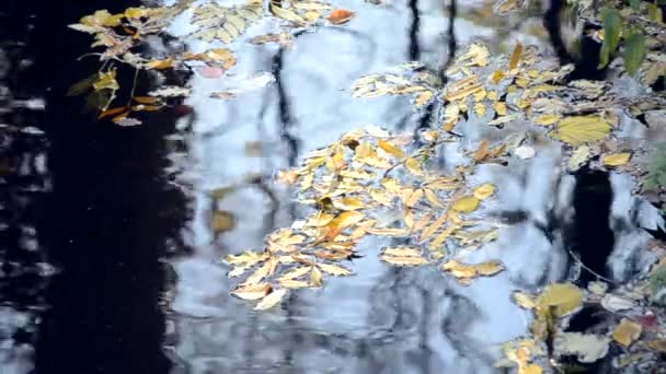 Reflexão de silhuetas pretas de troncos de árvore na superfície de água . — Vídeo de Stock