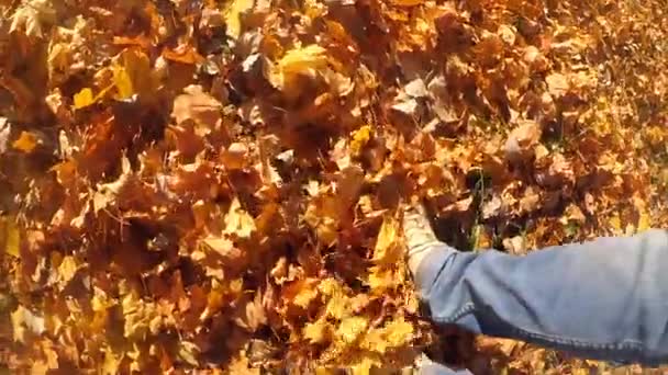 L'homme qui marche sur le sol est tombé jaune et a flétri les feuilles le jour ensoleillé d'automne — Video