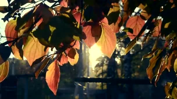 Il sole splende attraverso le foglie rosse in autunno primo piano — Video Stock