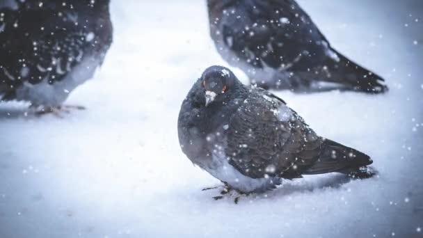 Grå duva dove sitta på snön kall frostig dag vintertid under snöfall — Stockvideo