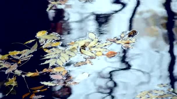 Reflet des silhouettes noires des troncs d'arbres à la surface de l'eau . — Video