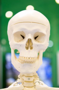 Kukla insan kafatası portre