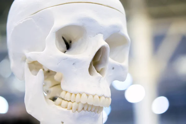 人間の頭蓋骨のクローズ アップ — ストック写真