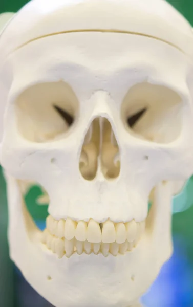 Elrendezés-ból egy emberi koponya Vértes — Stock Fotó