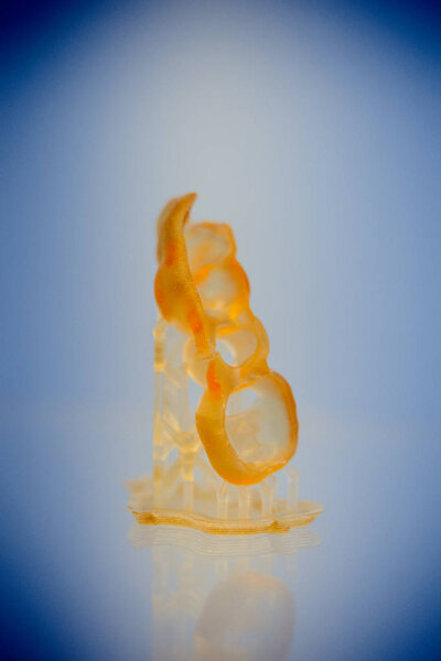 Human jaw printed on 3d printer of photopolymer.