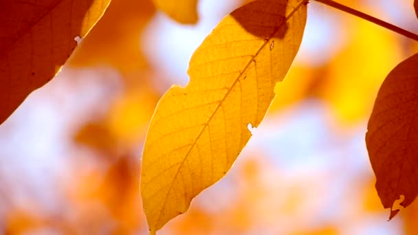 Желтый лист на ветке на фоне размытых жёлтых листьев крупным планом — стоковое видео
