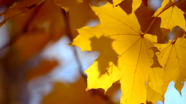 Geel blad op een tak op de achtergrond wazig gele bladeren close-up — Stockvideo
