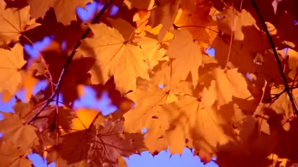 Hoja amarilla sobre una rama sobre fondo de hojas amarillas borrosas de cerca — Vídeos de Stock