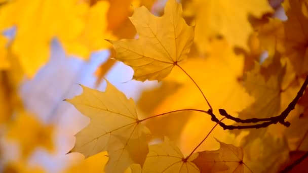 Geel blad op een tak op de achtergrond wazig gele bladeren close-up — Stockvideo