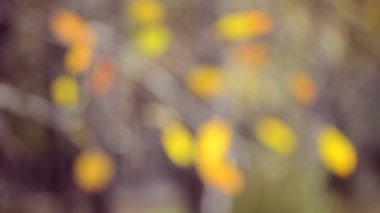 Arka plan bulanık bir ağaç sonbahar yaprakları