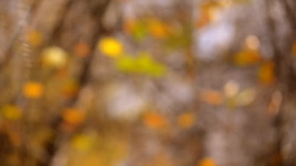 Feuilles de fond floues sur un arbre automne 