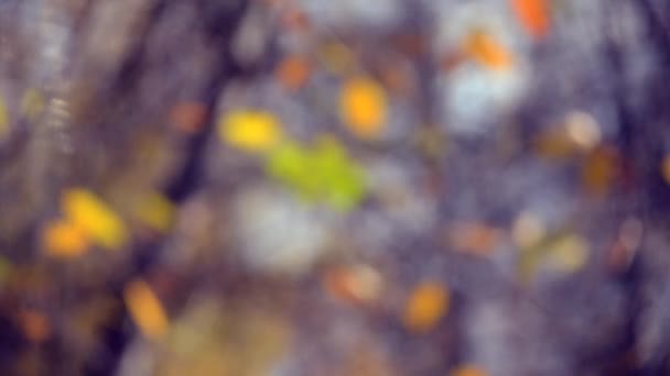 Folhas de fundo borradas em uma árvore outono — Vídeo de Stock