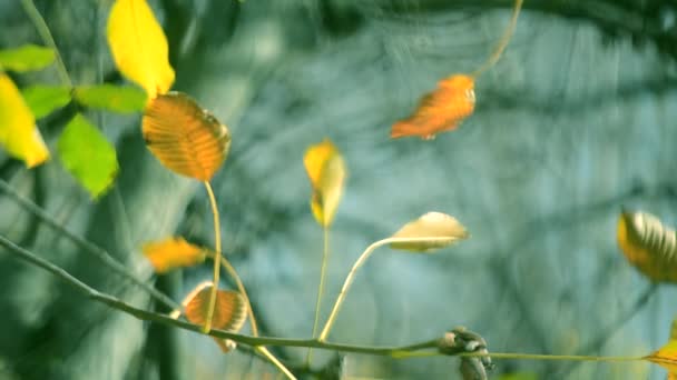 Hoja amarilla sobre una rama sobre fondo de hojas amarillas borrosas de cerca — Vídeo de stock