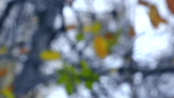 Feuilles de fond floues sur un arbre automne 