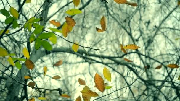 Gele en bruine bladeren op de takken van de boom herfst seizoen. — Stockvideo