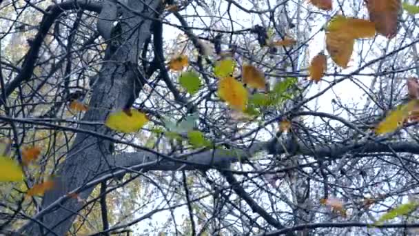 Ağaç sonbahar sezonu dallarda sarı ve kahverengi yapraklar. — Stok video